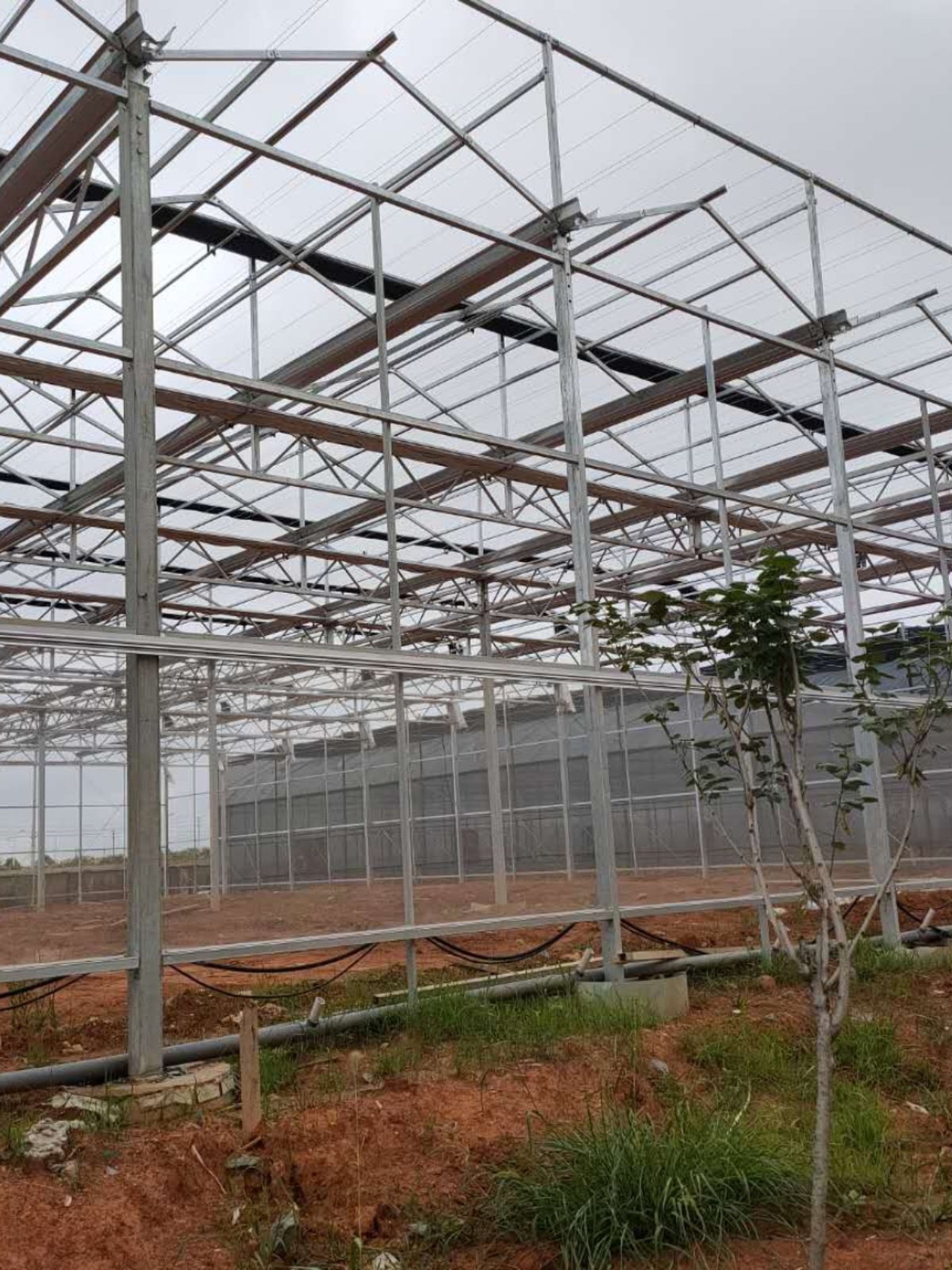 現代農業中的鋼架與溫室大棚技術對比 鍍鋅、外遮陽、連棟與雙層管棚的實用價值分析