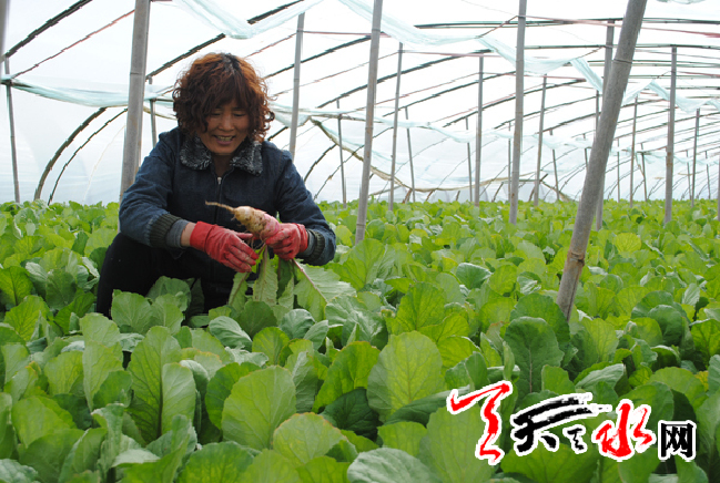 甘谷 鋼架大棚架起菜農(nóng)增收夢(mèng)