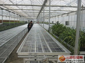 專業(yè)承接各類鋼架大棚工程 聯(lián)棟大棚、插地棚、溫室餐廳與智能溫室